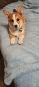 Dobby-Kruger-1
