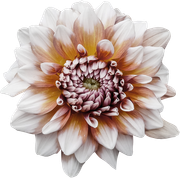Blossom-Elements-26