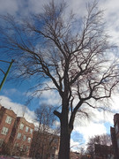 240209 240205 bare tree against blue-and-white sky  IMG_20240205_143527_596.xcf