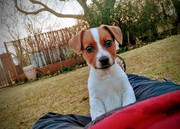 Chilli-Malan