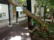 Arroceros-Forest-Park-Manila-Bagras20260715-142314