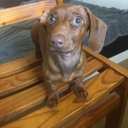 Daisy-Jones