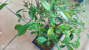 IMG-20200918-090206