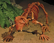 https://i.postimg.cc/WhX2TrLh/Lystrosaurus-georgi-skeleton.jpg