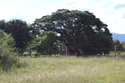 IMG-0113