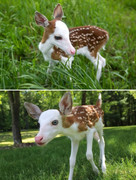 thishowthingswork-A-fawn-named-Dragon-was-born-at-Deer-Tracks-Junction-an-animal-farm-in-Cedar-(1)