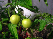 IMG-1015.jpg