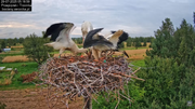 29072025bociany3