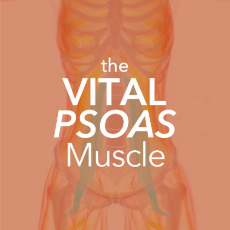 Yoga International - The Vital Psoas Muscle Physical, Emotional, and Energetic Perspectives