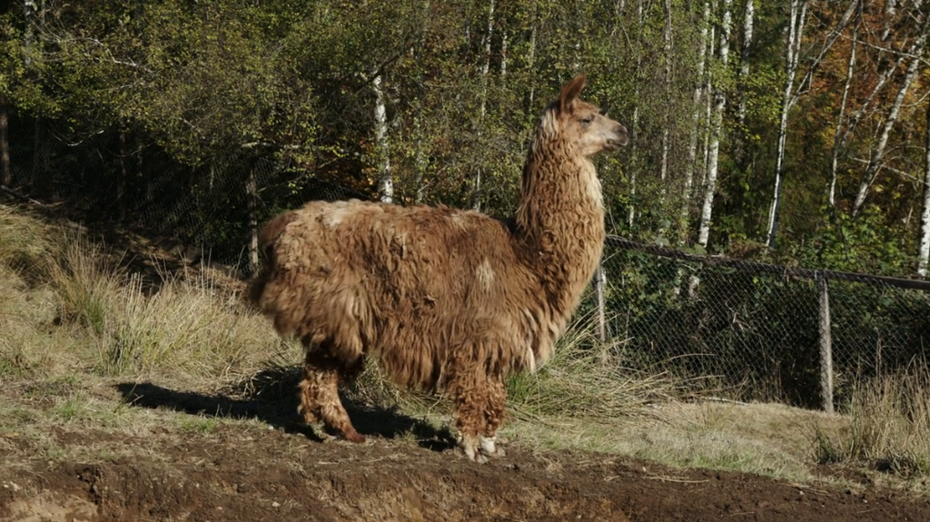 [Image: 8cyy0dq6w8zr.png]