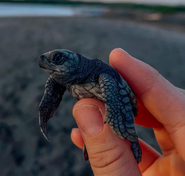 nica-turtle.png
