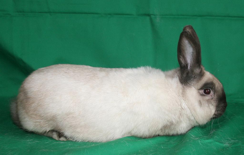 Siamský velký žlutý