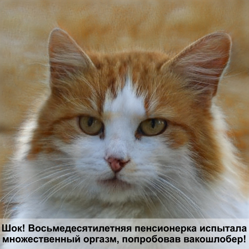 кошка постоянно мяукает и лезет на руки