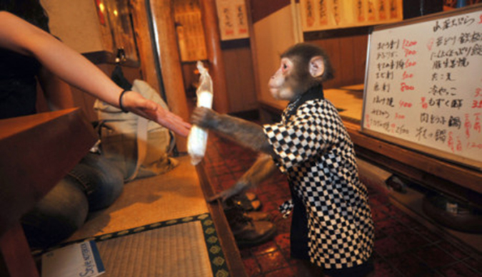 Особый сервис: необычное кафе с макаками в роли официантов