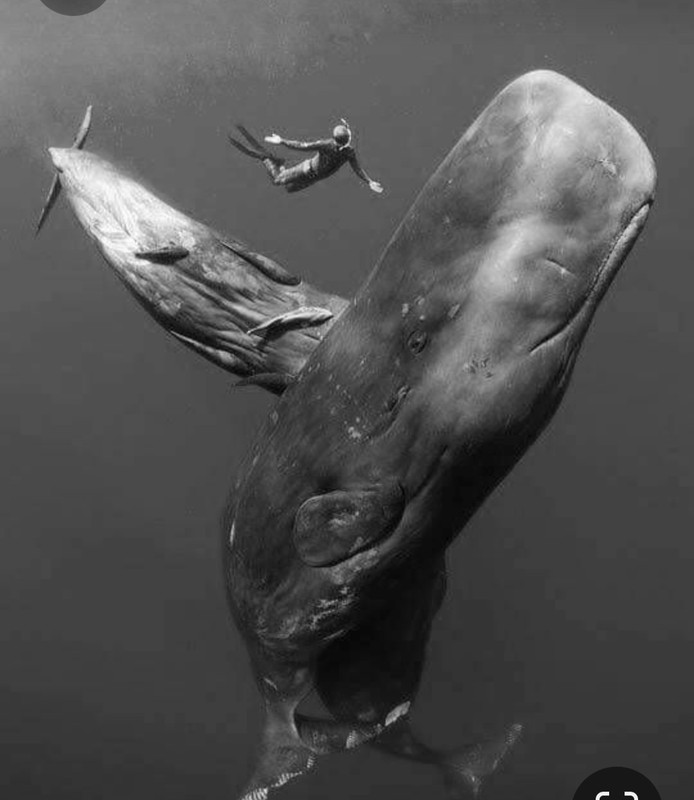 Screenshot_20230324_232059_Pinterest