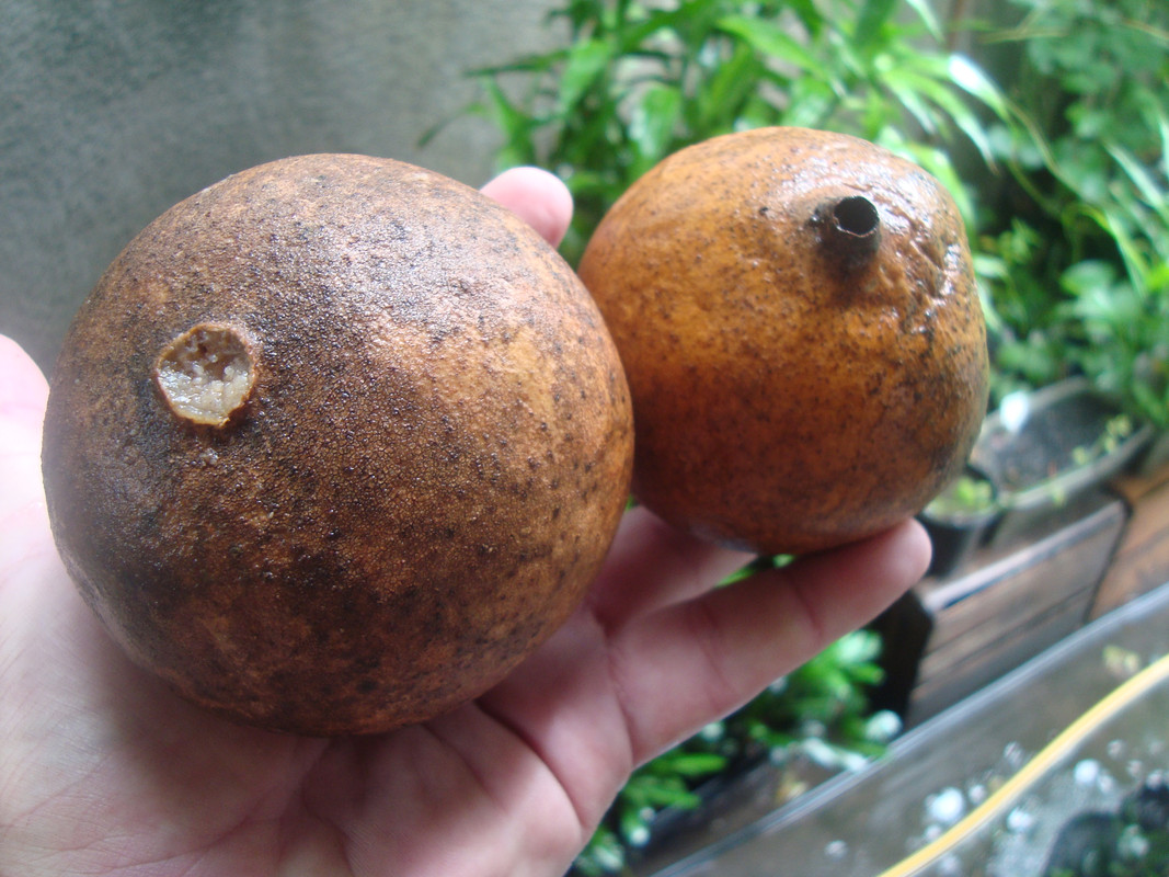 Genipa americana (2)