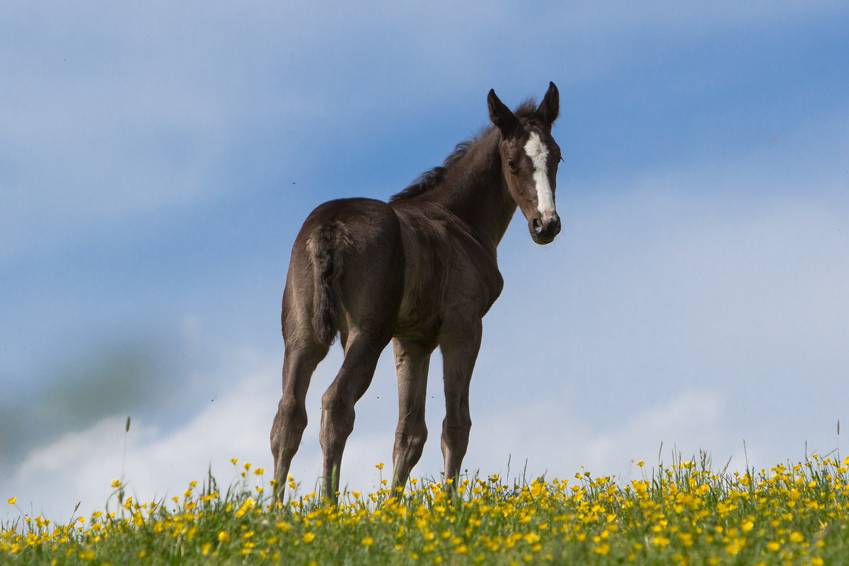 wb-foal-turning-head-stock-by-luda-stock-d8s8zxo.jpg