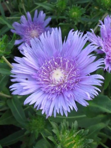 stokesia-laevis-purple-parasols-korenbloemaster.jpg