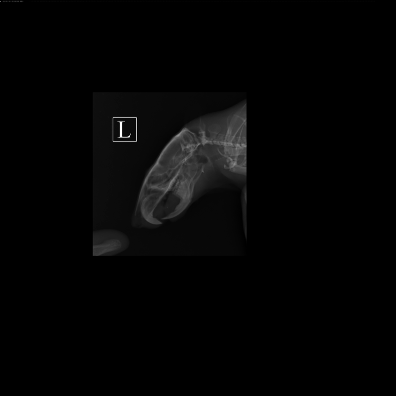 ПОЛУЯНОВА^_ЭКЗОТИКА_ТИККИ_Грудная клетка-Бок_151610