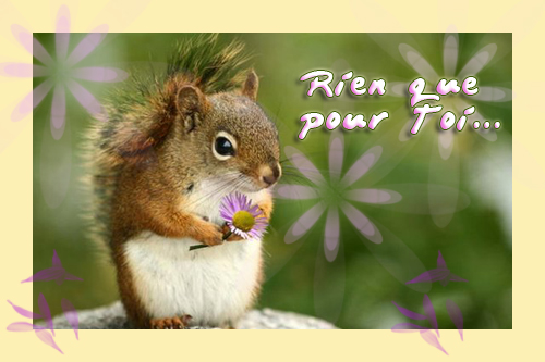 [Image: ecureuil-fleur.jpg]