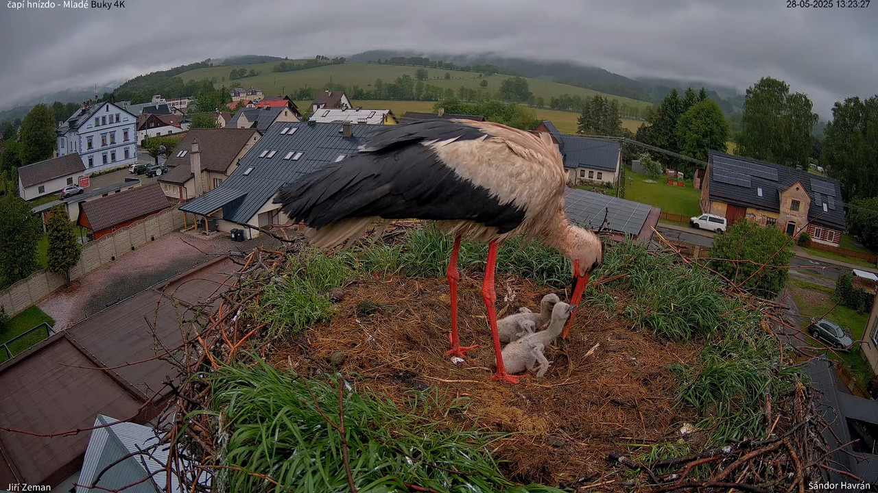 Živá kamera - Mladé Buky - čapí hnízdo 4K 14-22-17 screenshot