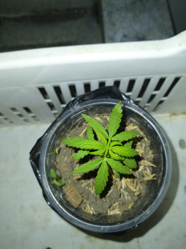 IMG_20210411_202900636