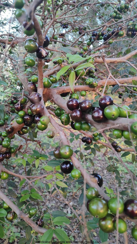 Huertasurbanas_com-4.jpeg-20231001_201759Jaboticaba-Corrientes