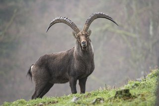 steenbok3.jpg