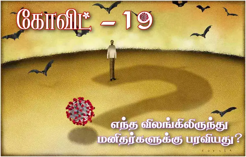 கோவிட்-19 வைரஸ் எந்த விலங்கில் இருந்து மனிதர்களுக்கு பரவியது Covid19