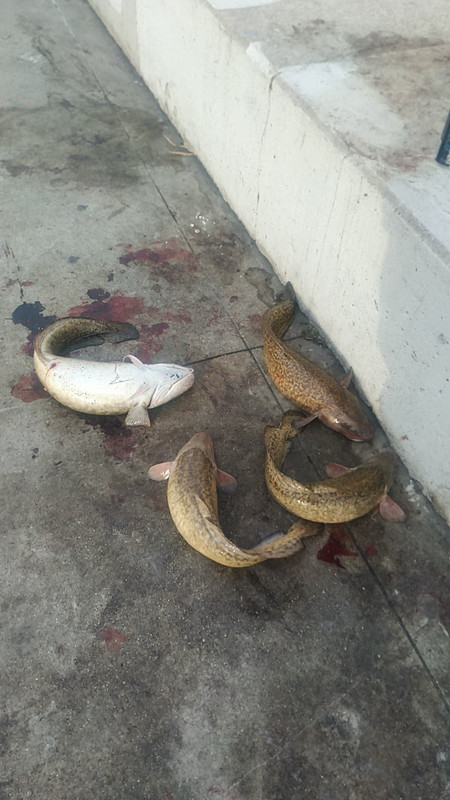 131920330_409712936817261_399089324696337620_n