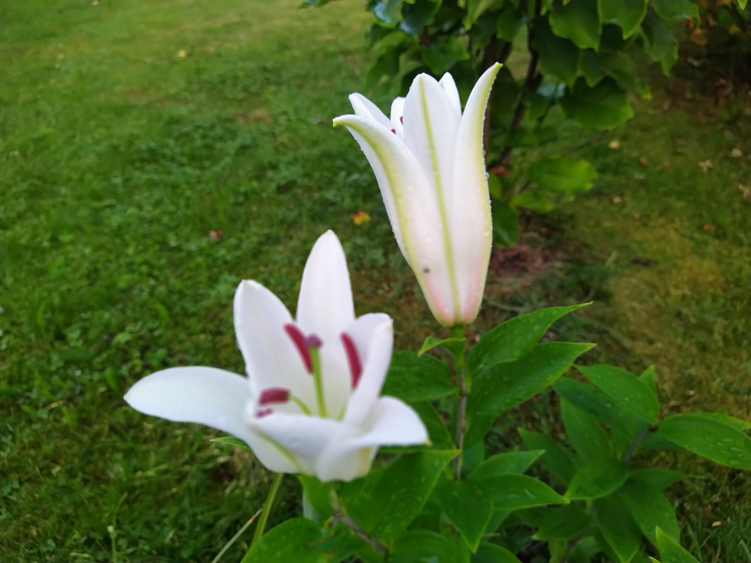 IMG_20200824_061748
