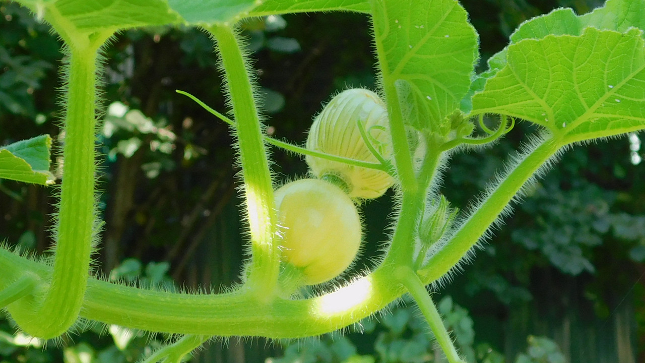 сентябрь дачно-миниатюр 2025 149