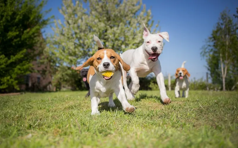 How to Keep Dogs Safe Outdoors
