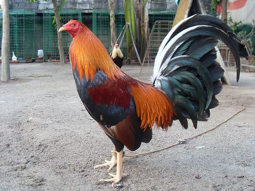 SABUNG AYAM Link Login Situs Slot Gacor Resmi Terbaru