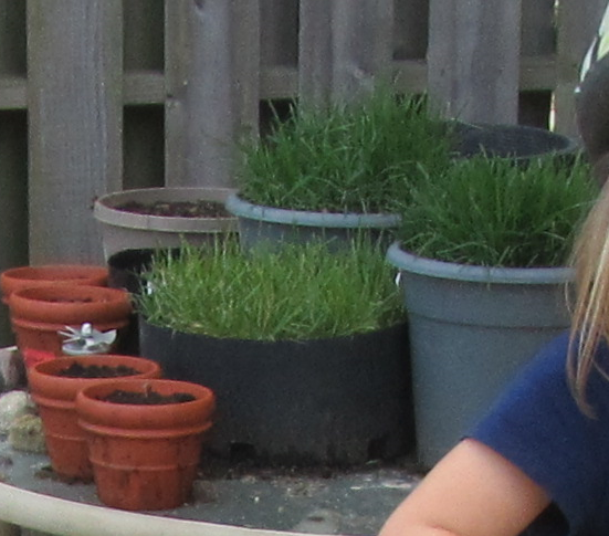 grass_pots_experiment