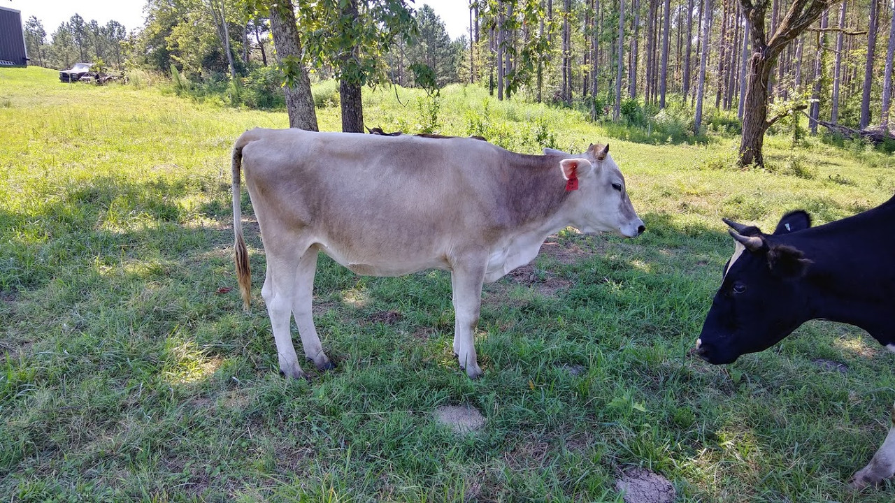 Brown Swiss 1