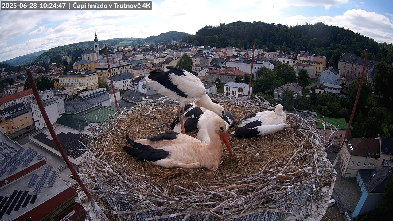 Živě z čapího hnízda na pivovarském komíně v Trutnově 14-17-43 screenshot