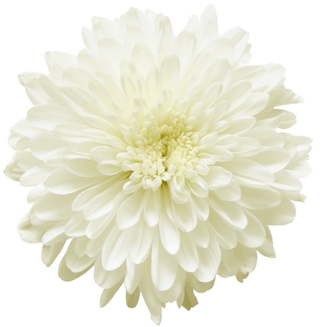 chrysanthemum