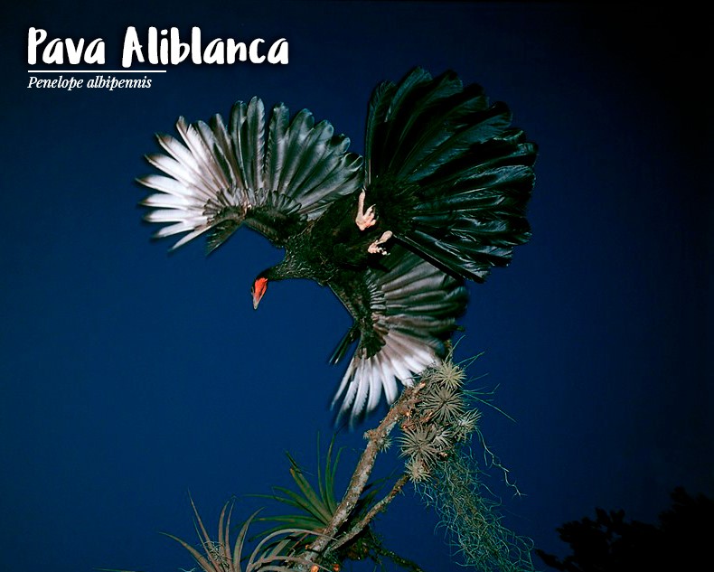 Perú. Serie fauna amenazada peruana (2017-19) Pava