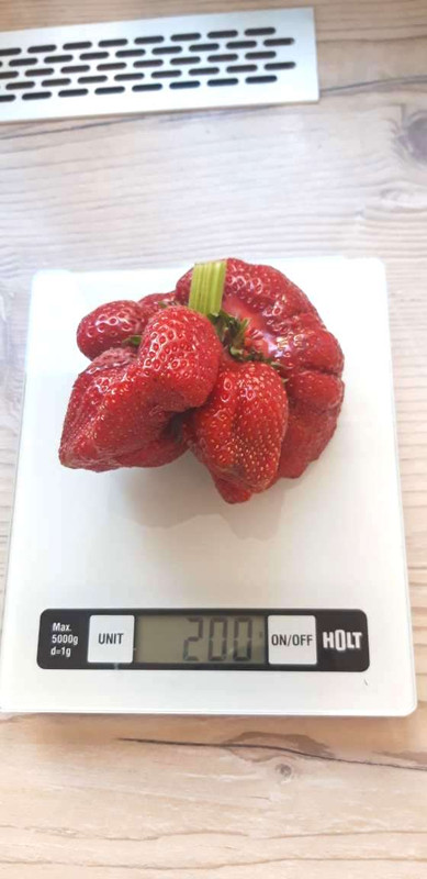 Ягода-мутант урожая-2019