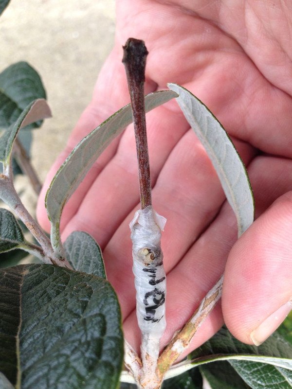 Feijograft3 - 8