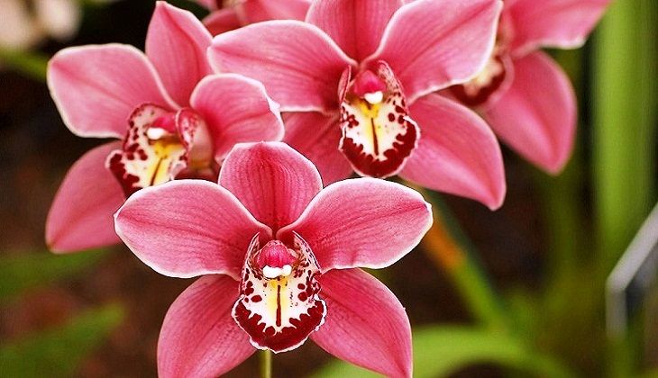 Королева цветов в мире орхидей орхидея Цимбидиум