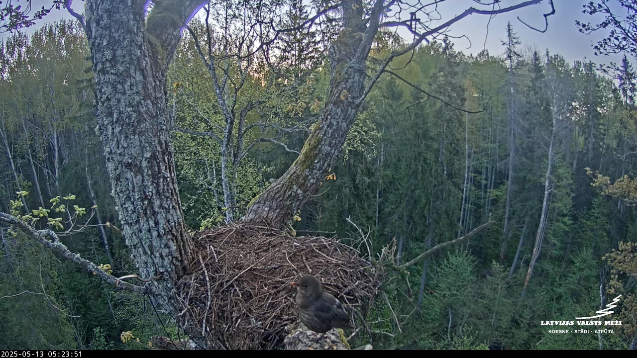 LVM mazais ērglis Lisiņa, ozols2 – Lesser Spotted Eagle 3-21-16 screenshot