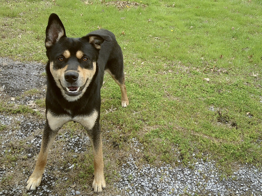 Photo of a dog looking directly at the camera