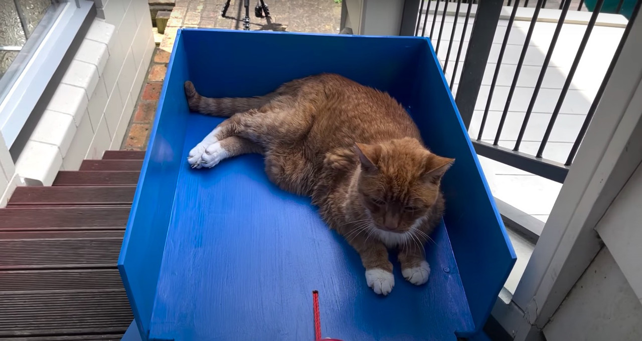 Youtuber construye elevador para su gato de 20 años con dificultades motrices