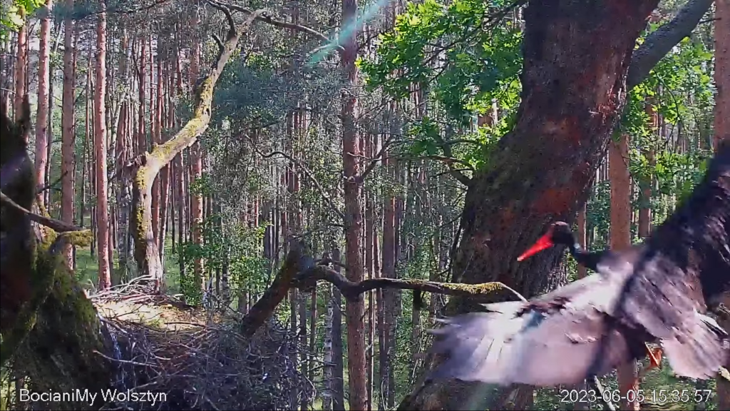 Zrzut ekranu (17267)