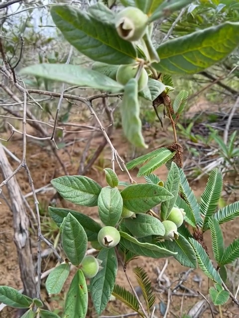 Sessiflora Bueno1 cuadro 003 01 00s