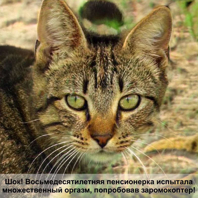 как отучить кошку грызть провода