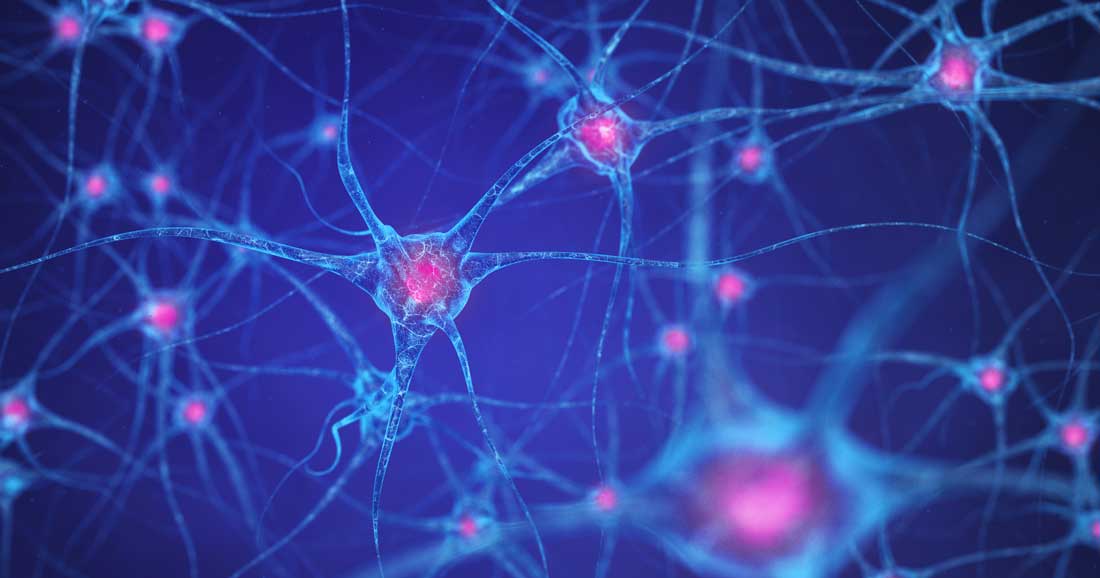 Neurons and synaptic connections in the human brain showing neural pathways relevant to endocannabinoid retrograde signalling
