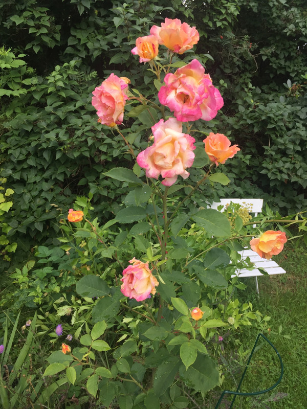 CD460F33-F7CB-4006-8DAF-3D1B46331449